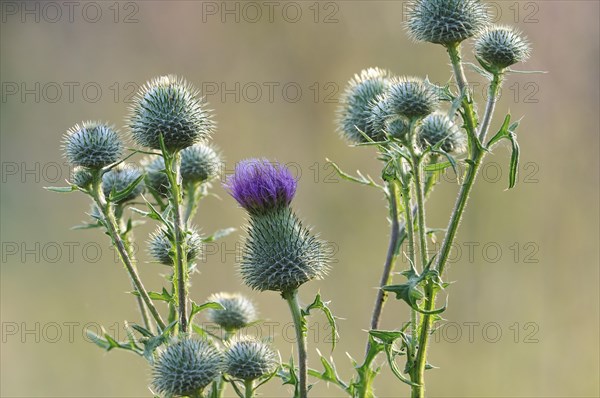 Spear thistles (Cirsium vulgare)