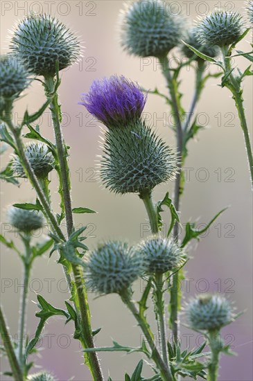 Spear thistles (Cirsium vulgare)