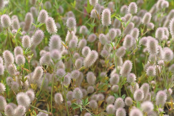 Rabbitfoot clover (Trifolium arvense) by roadside