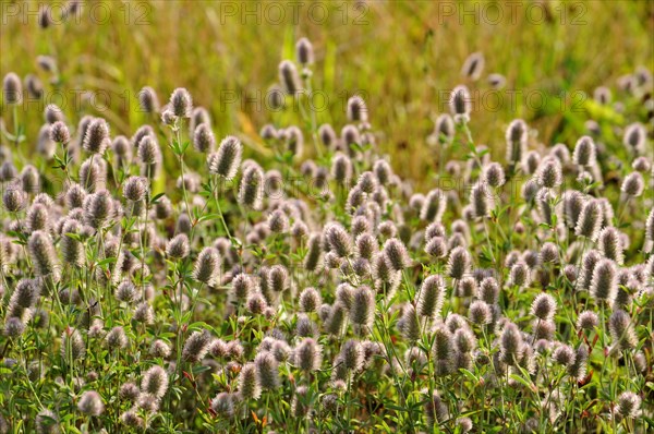 Rabbitfoot clover (Trifolium arvense) by roadside