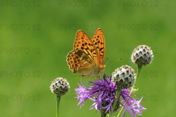 Silver-washed fritillary (Argynnis paphia) sitting on brown knapweed (Centaurea jacea)