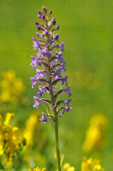 Fragrant orchid (Gymnadenia conopsea) inflorescence