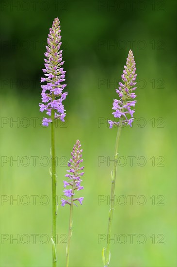 Fragrant orchid (Gymnadenia conopsea) inflorescence