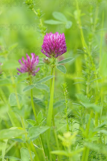 Red clover (Trifolium pratense) inflorescence