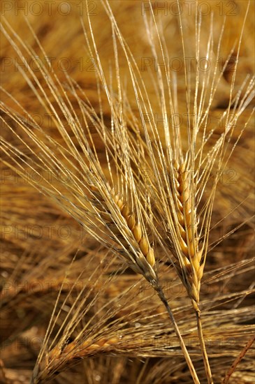 Barley (Hordeum vulgare) ears