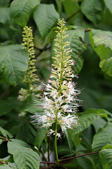 Bottlebrush buckeye (Aesculus parviflora) inflorescence
