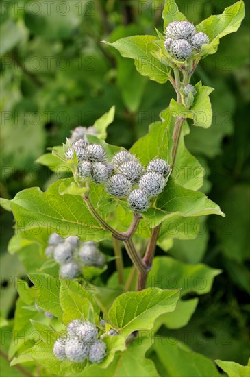 Downy burdock or woolly burdock (Arctium tomentosum) flower buds