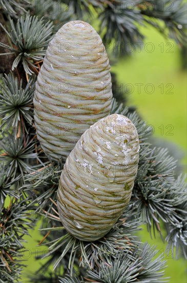 Blue Atlas cedar (Cedrus atlantica cv. glauca)