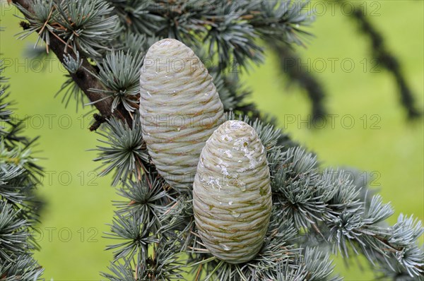 Blue Atlas cedar (Cedrus atlantica cv. glauca)