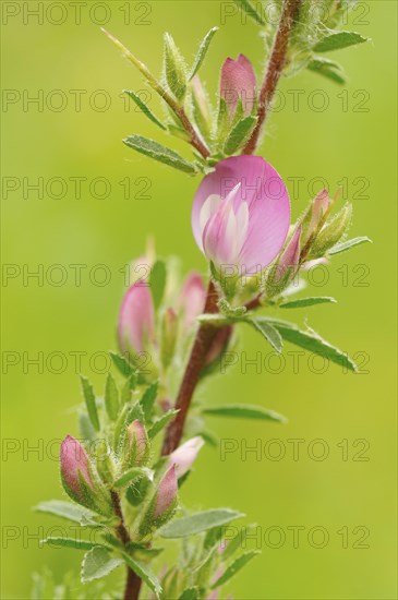 Spiny Restharrow (Ononis spinosa)