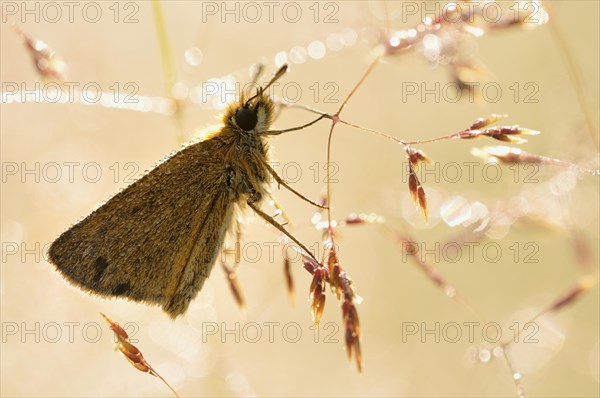 Large Skipper (Ochlodes sylvanus) with morning dew