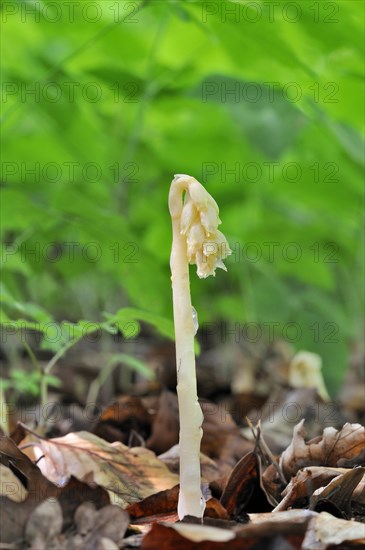 Dutchman's Pipe (Monotropa hypopitys)