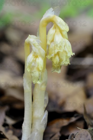 Dutchman's Pipe (Monotropa hypopitys)