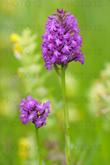 Pyramidal Orchid (Anacamptis pyramidalis)