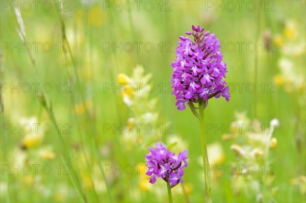 Pyramidal Orchid (Anacamptis pyramidalis)