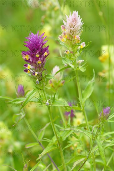 Field Cow-wheat (Melampyrum arvense)