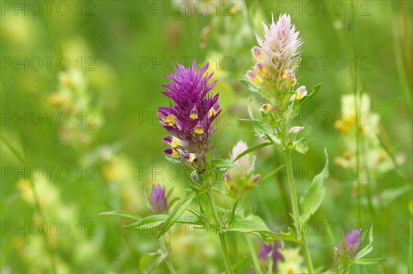 Field Cow-wheat (Melampyrum arvense)