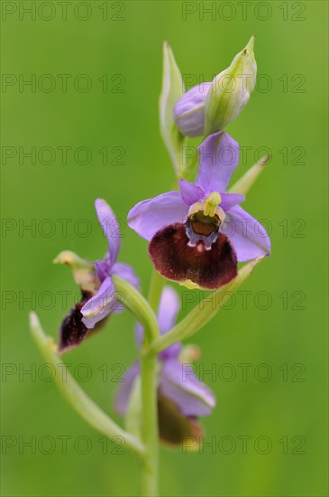 Late Spider-orchid (Ophrys holoserica)