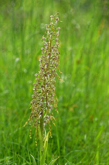 Lizard Orchid (Himantoglossum hircinum) with raindrops