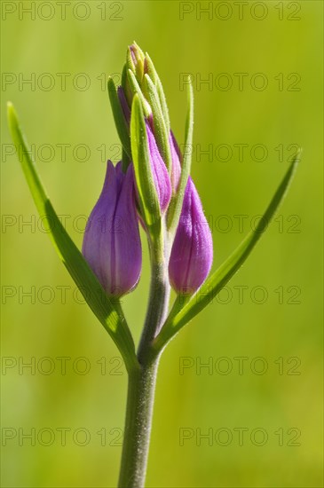 Red Helleborine (Cephalanthera rubra)