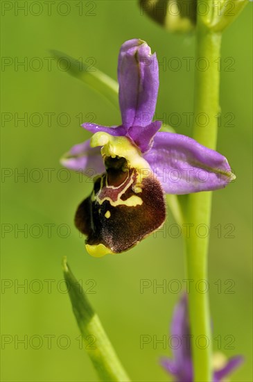 Late Spider-orchid (Ophrys holoserica)