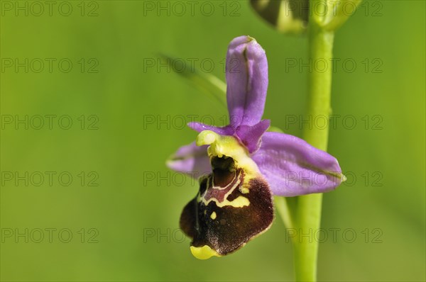 Late Spider-orchid (Ophrys holoserica)