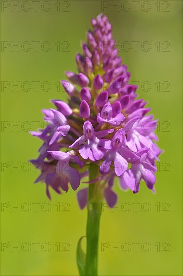 Pyramidal Orchid (Anacamptis pyramidalis)