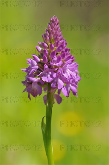 Pyramidal Orchid (Anacamptis pyramidalis)