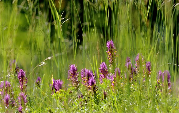 Field Cow-wheat (Melampyrum arvense)