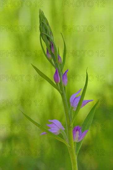 Red Helleborine (Cephalanthera rubra)