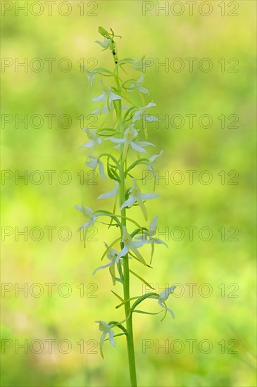 Lesser Butterfly-orchid (Platanthera bifolia)