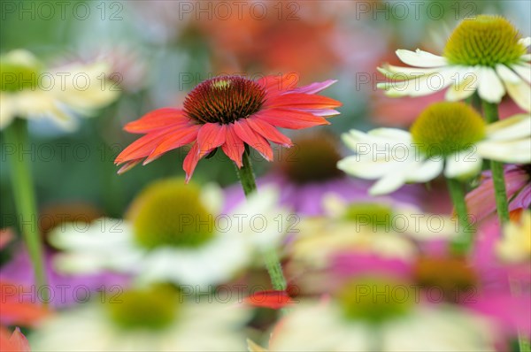 Various coneflowers (Echinacea sp.)