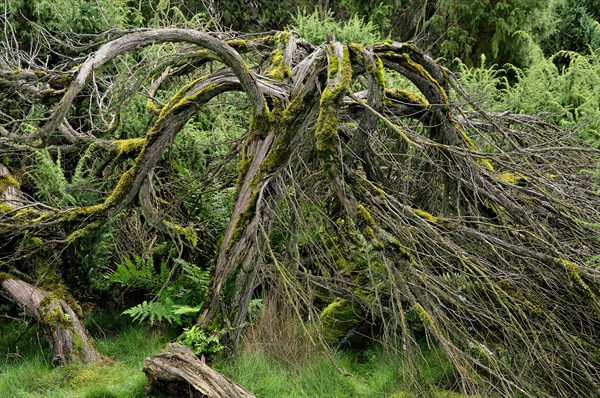 Common Juniper (Juniperus communis) covered with moss