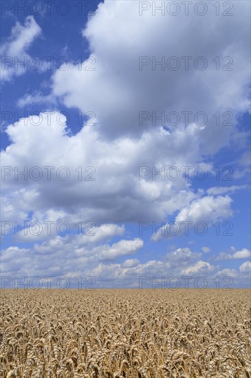 Wheat Field (Triticum sp.)