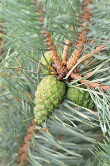 Pine (Pinus sp.)