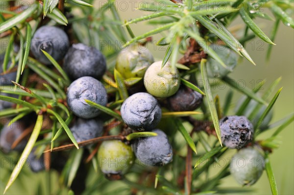 Common Juniper (Juniperus communis) with ripe and unripe berry-shaped cones