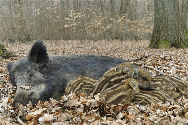 Wild boar (Sus scrofa)