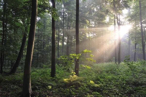 Sunrays bursting through the fog in a deciduous forest