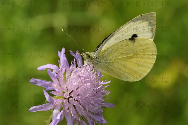Large white (Pieris brassicae) butterfly sitting on a honeysuckle (Scabiosa sp.)