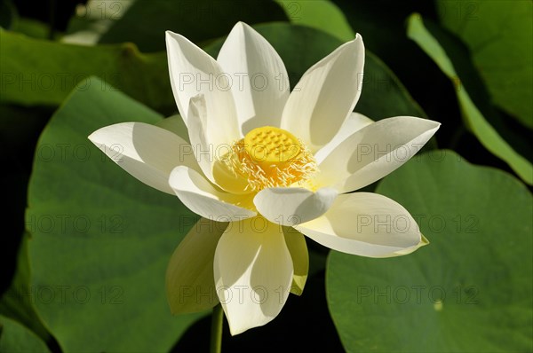 White lotus flower (Nelumbo sp.)