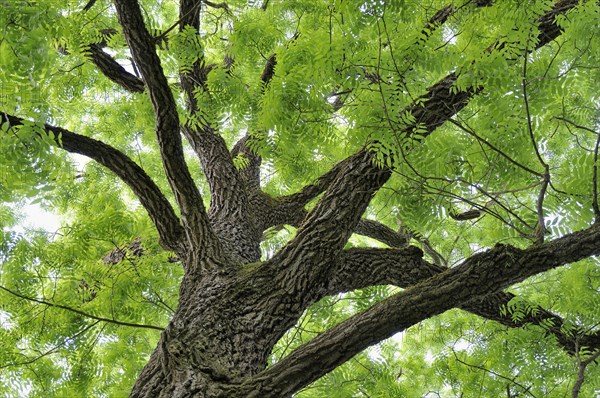 Eastern black walnut (Juglans nigra)