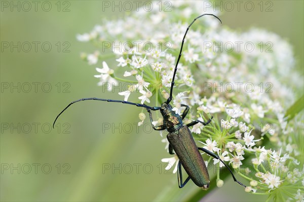 Musk beetle (Aromia moschata)