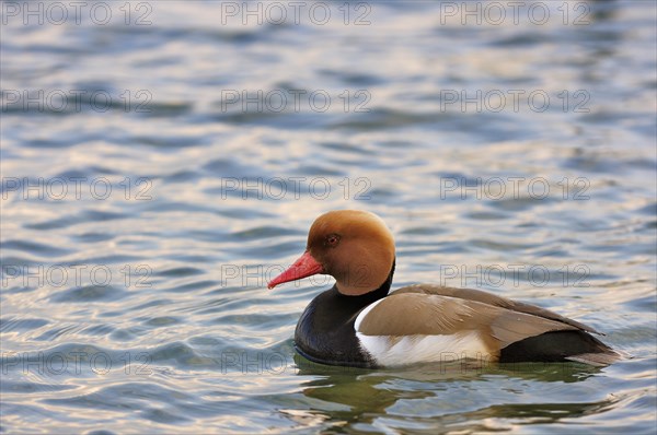 Red-crested pochard (Netta rufina)