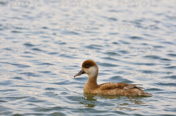 Red-crested pochard (Netta rufina)