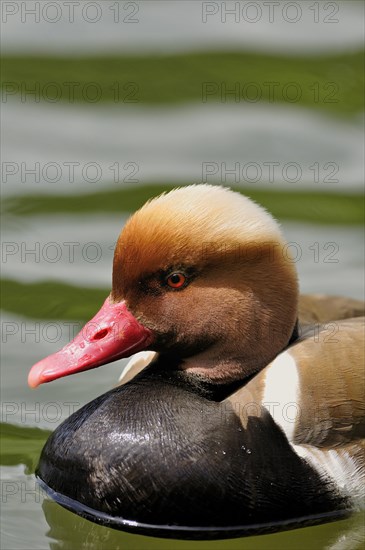 Red-crested pochard (Netta rufina)