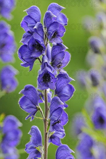 Monkshood (Aconitum) with inflorescence