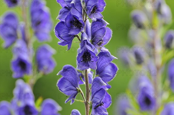 Monkshood (Aconitum) with inflorescence