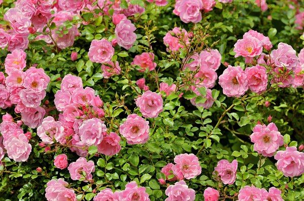 Ground cover rose (Rosa)