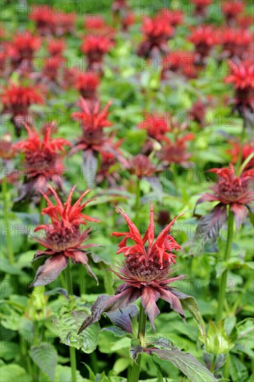 Bee balm (Monarda didyma)