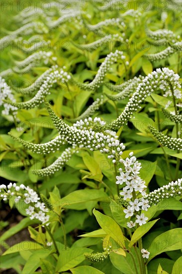 Gooseneck loosestrife (Lysimachia clethroides)